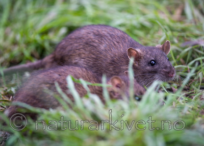 BB 14 0049 / Rattus norvegicus / Brunrotte